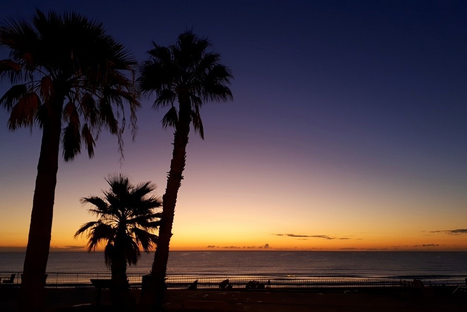 españa gran canaria palmeras